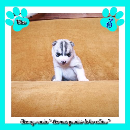 Chiots husky de sibérie à réserver . #3