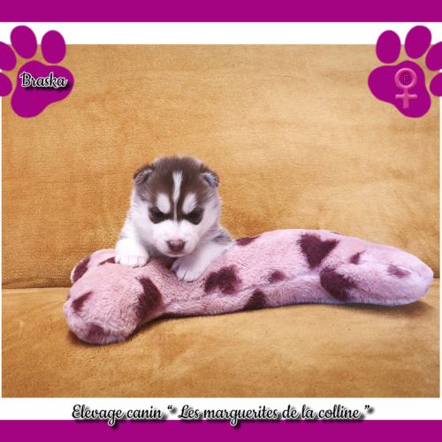 Chiots husky de sibérie à réserver . #4