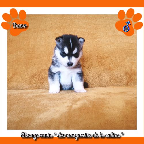 Chiots husky de sibérie à réserver . #5