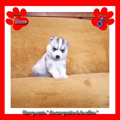 Chiots husky de sibérie à réserver . #6
