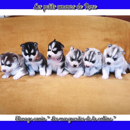 Chiots husky de sibérie à réserver . #8