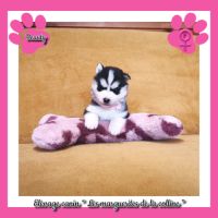 Chiots husky de sibérie à réserver . #1
