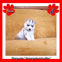 Chiots husky de sibérie à réserver . #6