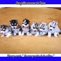 Chiots husky de sibérie à réserver . #8