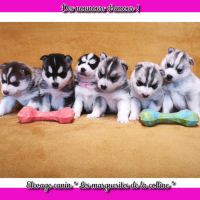 Chiots husky de sibérie à réserver .