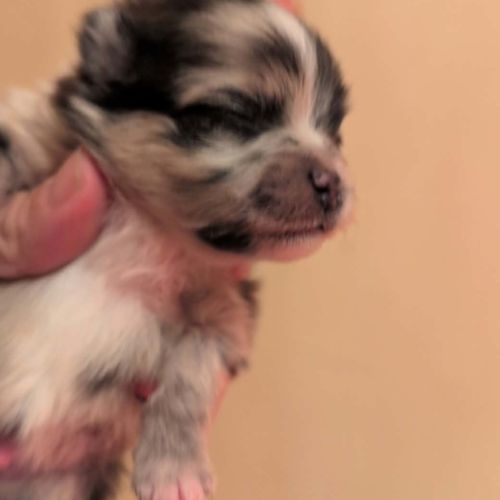 Spitz nain couleur merle