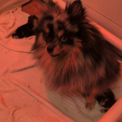 Spitz nain couleur merle #6