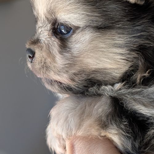 Spitz nain couleur merle