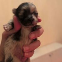 Spitz nain couleur merle #1