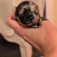 Spitz nain couleur merle #2