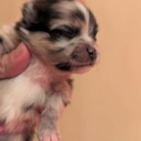 Spitz nain couleur merle #0