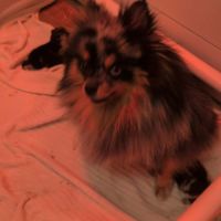Spitz nain couleur merle #6