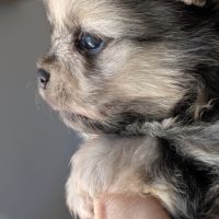 Spitz nain couleur merle