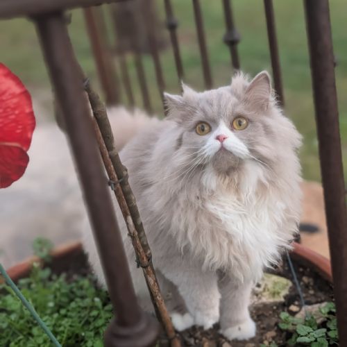 British longhair/shorthair #1