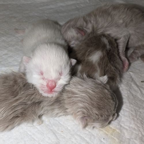 British longhair/shorthair