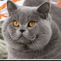 British longhair/shorthair #2
