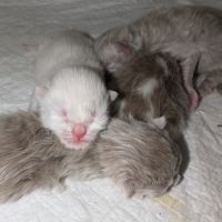 British longhair/shorthair #0