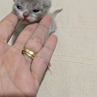 British longhair/shorthair #4