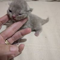 British longhair/shorthair #5