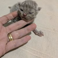 British longhair/shorthair #6