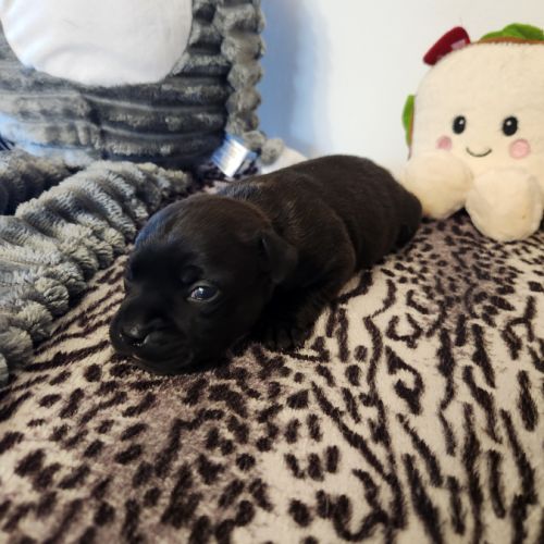 Femelle staffordshire bull terrier lof #1