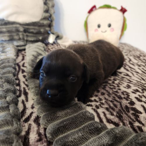 Femelle staffordshire bull terrier lof #2