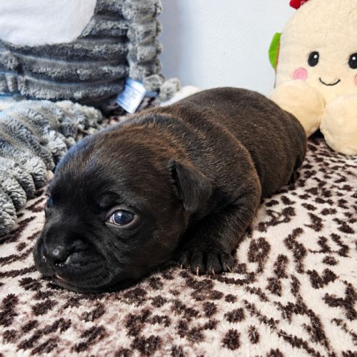 Femelle staffordshire bull terrier lof #0
