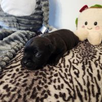 Femelle staffordshire bull terrier lof #1