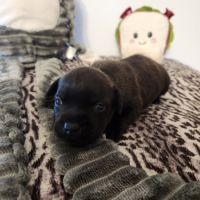 Femelle staffordshire bull terrier lof #2