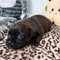 Femelle staffordshire bull terrier lof