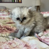2 chatons persans non loof à réserver #2