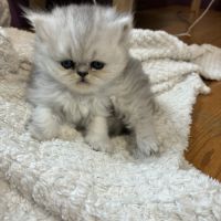 2 chatons persans non loof à réserver #0