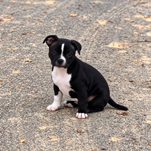 Chiot staffie mâle lof