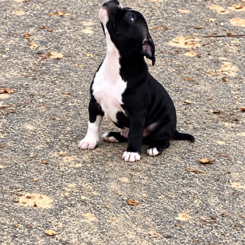 Chiot staffie mâle lof #2