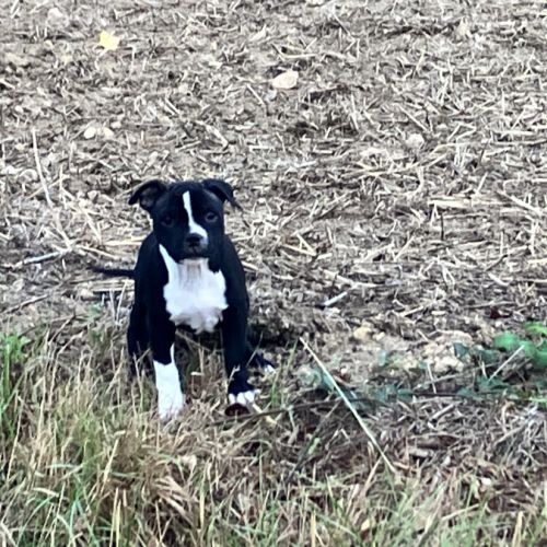 Chiot staffie mâle lof #3