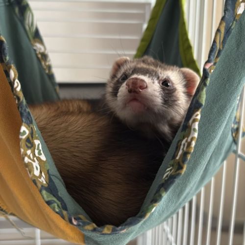 Petit furet à adopter