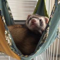 Petit furet à adopter #0