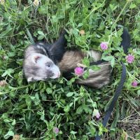 Petit furet à adopter #2