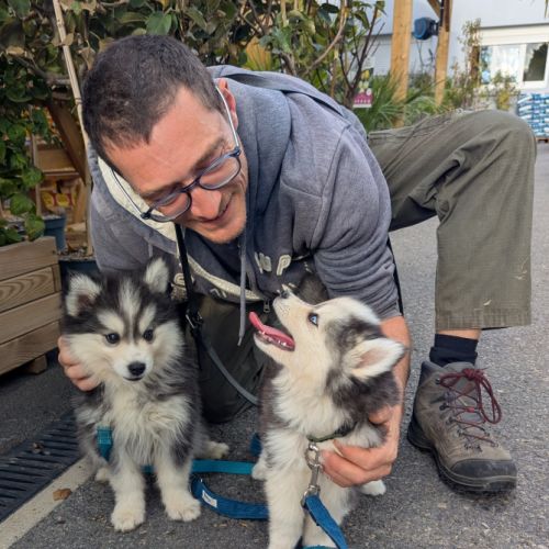 Chiots pomsky f4 fleur de lys #1