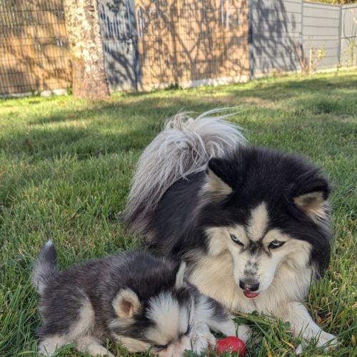 Chiots pomsky f4 fleur de lys #3