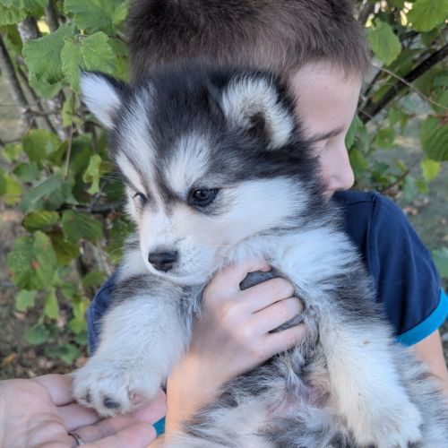 Chiots pomsky f4 fleur de lys #5