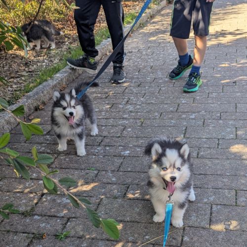 Chiots pomsky f4 fleur de lys #6