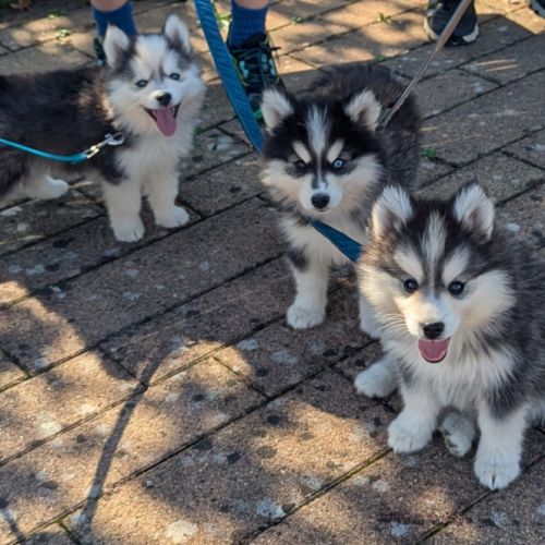 Chiots pomsky f4 fleur de lys