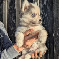 Chiots pomsky f4 fleur de lys #2