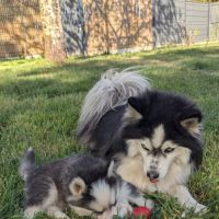 Chiots pomsky f4 fleur de lys #3