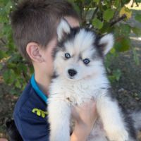 Chiots pomsky f4 fleur de lys #4