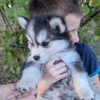 Chiots pomsky f4 fleur de lys #5