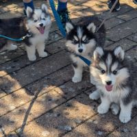 Chiots pomsky f4 fleur de lys #0