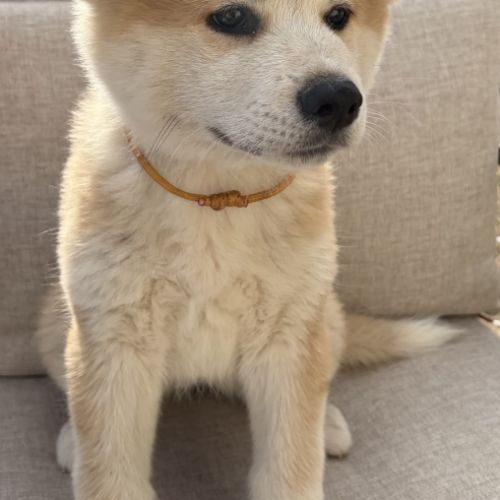 Chiots akita inu lof #2