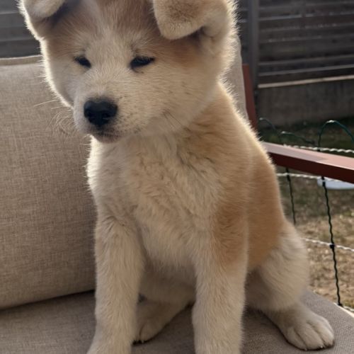 Chiots akita inu lof #3